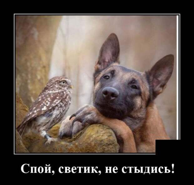 demotivatory-demotivator-smeshnye-demotivatory-demotivator-so-smyslom