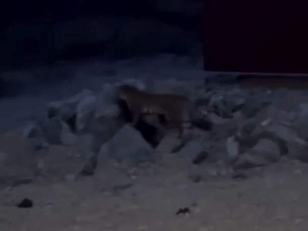 Тигр утащил собаку на глазах у людей: в Андреевке ждут защиты от хищника