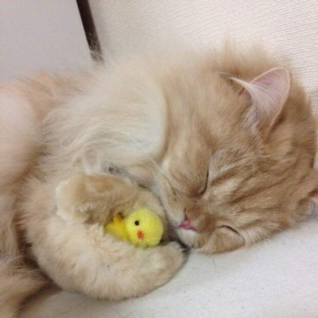 Милота уснула Милота уснула
