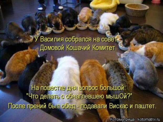 Котоматрицы (картинки с надписями)