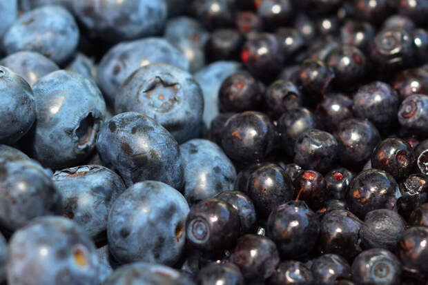 Cell Reports: метаболит из ягод и чая оказался связан с тяжестью сепсиса