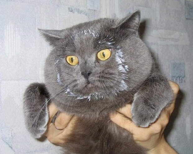кошки многогранные личности