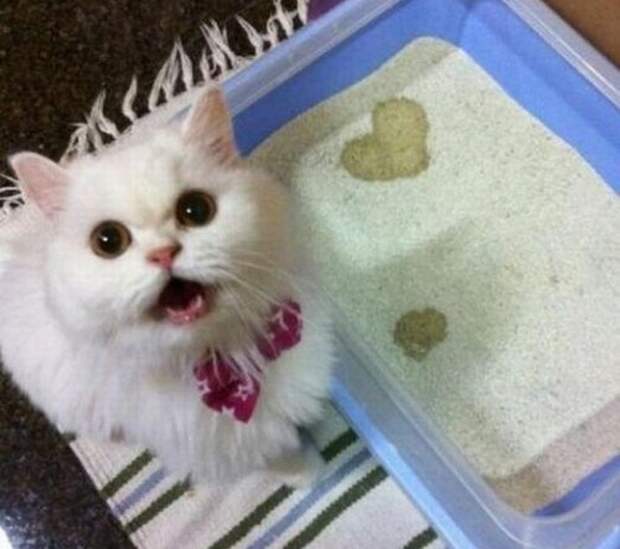 Без кота и жизнь не та