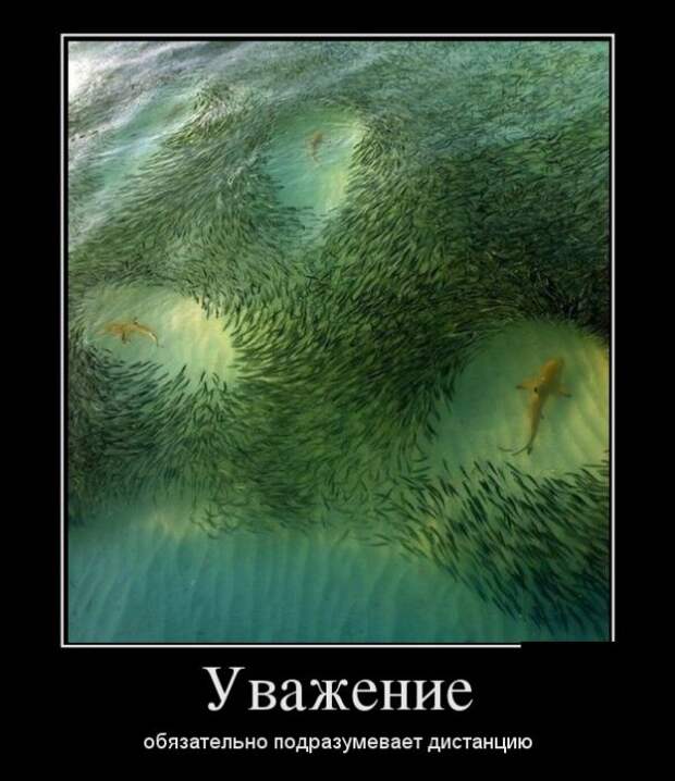 demotivatory-demotivator-smeshnye-demotivatory-demotivator-so-smyslom demotivatory-demotivator-smeshnye-demotivatory-demotivator-so-smyslom