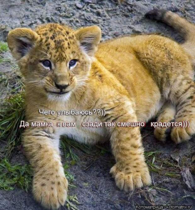 Лучшие котоматрицы за неделю (36 шт)