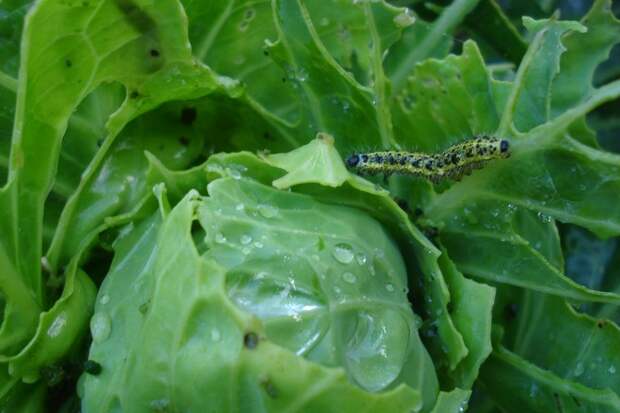 Как избавиться от гусениц капустницы и капустной совки