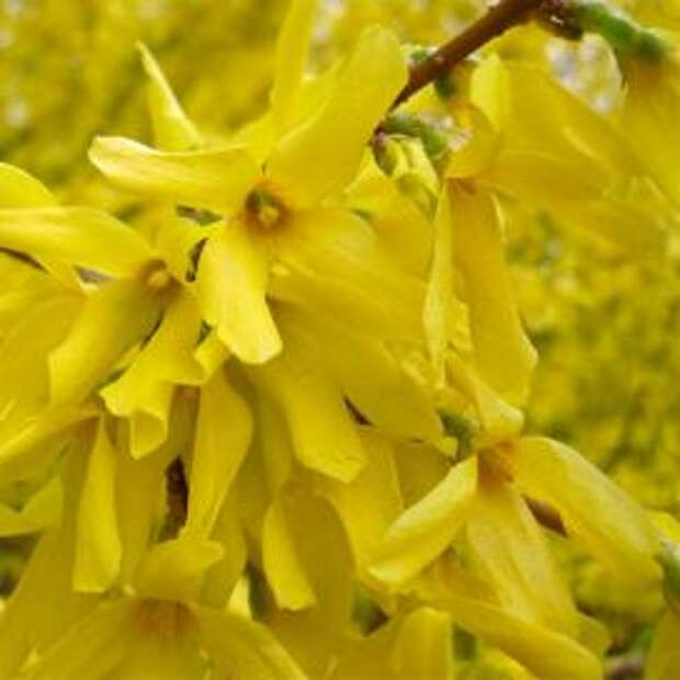 Форзиция (Forsythia)