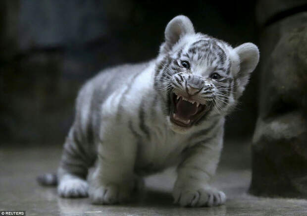 Новорожденные белые тигрята в чешском зоопарке