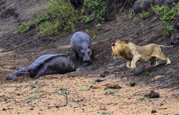 Храбрый бегемотик защищал маму от голодного льва бегемоты, животные, львы