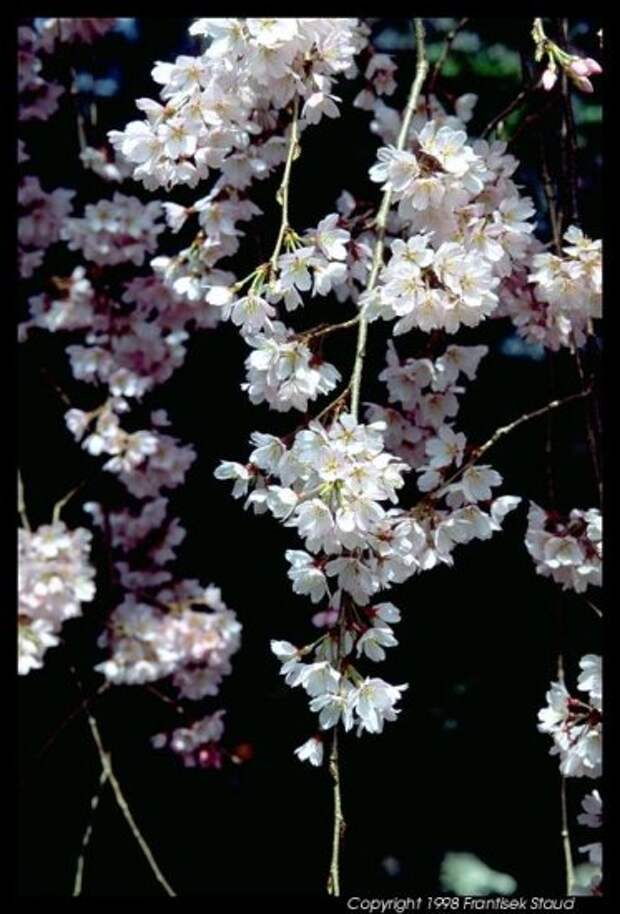 Hanami - время любования цветущей сакурой