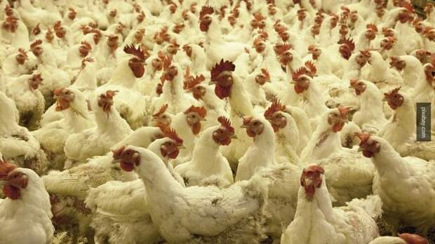Евросоюз ограничил поставки мяса птицы из России