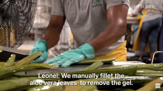 Как в Доминикане перерабатывают по 100 тонн алоэ в день, и как выявить заменитель