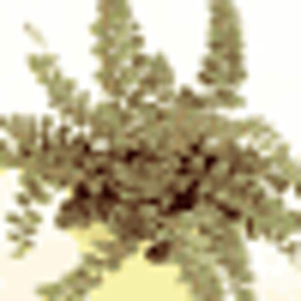 Пеллея