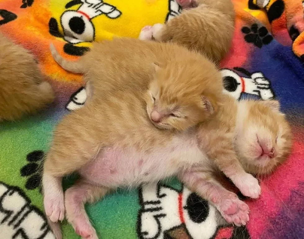 Без кота и жизнь не та