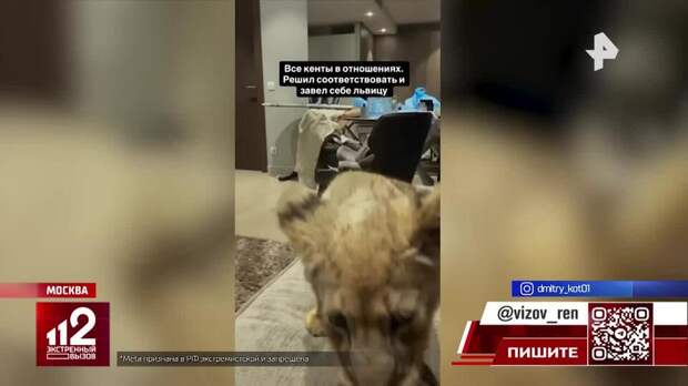 Его трясет от боли и страха: ветеринары забрали у блогера львенка в Москве