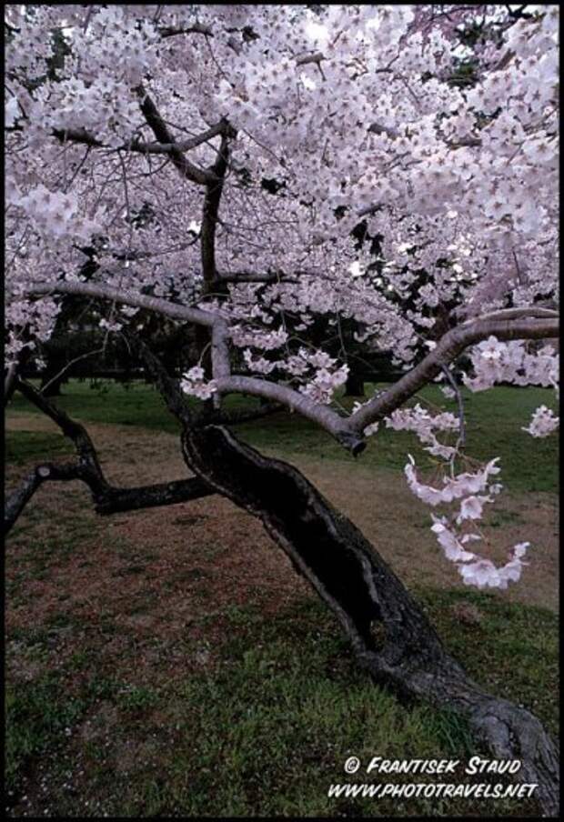 Hanami - время любования цветущей сакурой