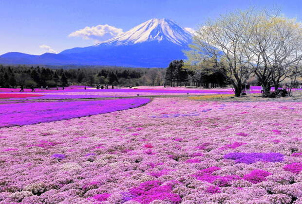 15. И гора Фудзияма весной сила, фотография