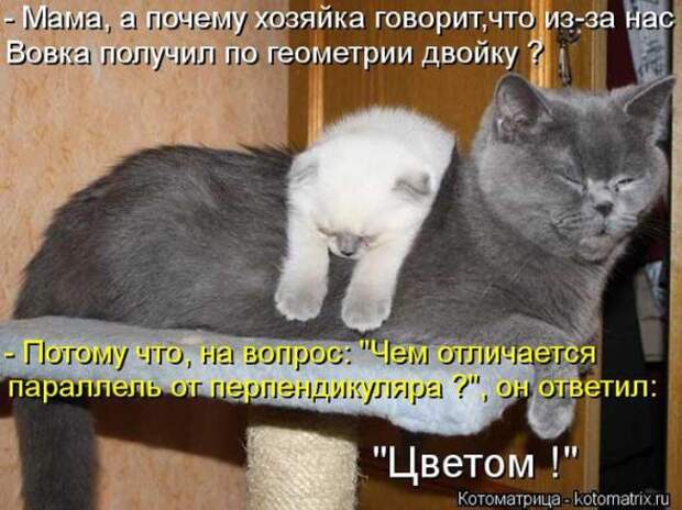 Котоматрицы (картинки с надписями)
