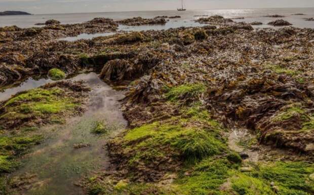 Стал известен дешевый источник омега-3, заменяющий рыбу и масло