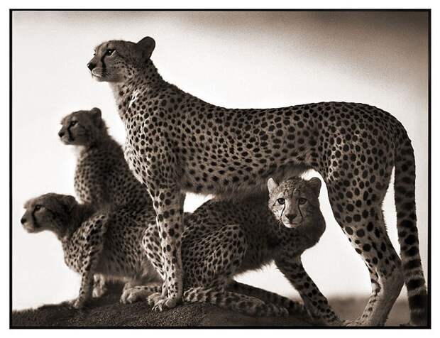фотографии африки. Nick Brandt