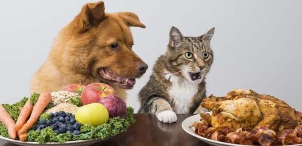 Ну дай вкусняшку, или как выпросить еду у хозяина! животные, кошки собаки клянчат вкусняшки, фото., юмор