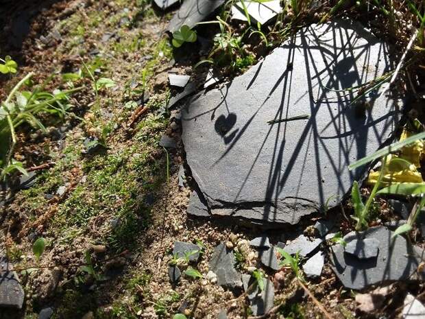 The Way A 4 Leaf Clover Made A Heart Shadow