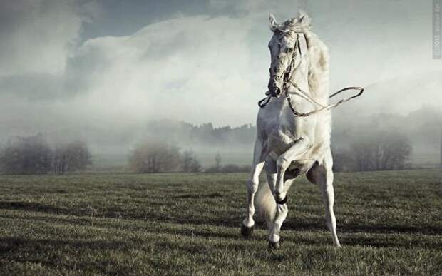 Сила и грация, великолепные лошади на фотографиях Конрада Бака