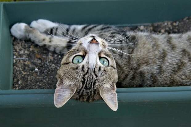 Кошки, кошечки и котяры