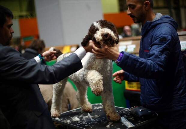 Выставка собак Crufts Dog Show 2019 проходит в Великобритании