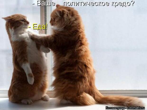 Котоматрицы(картинки с надписями)
