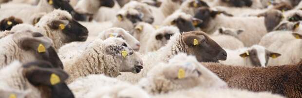 Отару овец украли у жителя Жетысуской области