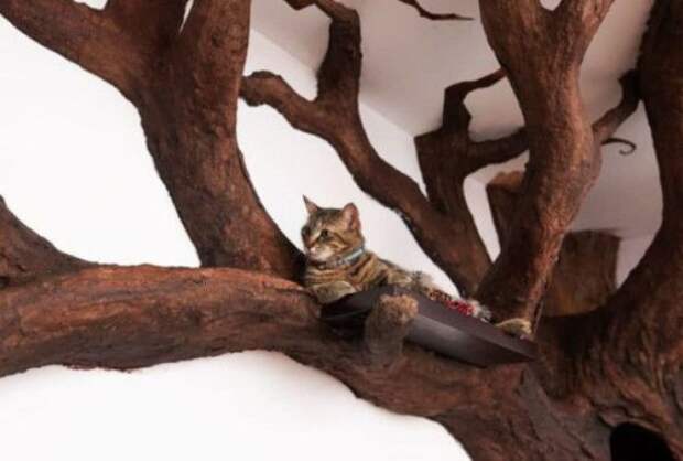 Мужчина покорил кошачье сердечко, построив огромное дерево