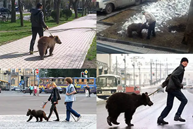 Что думают про русских. Медведь ходит по городу. Медведи ходят по улицам в Москве. В России медведи ходят по улицам. В Росси по улицам ходят медведи.