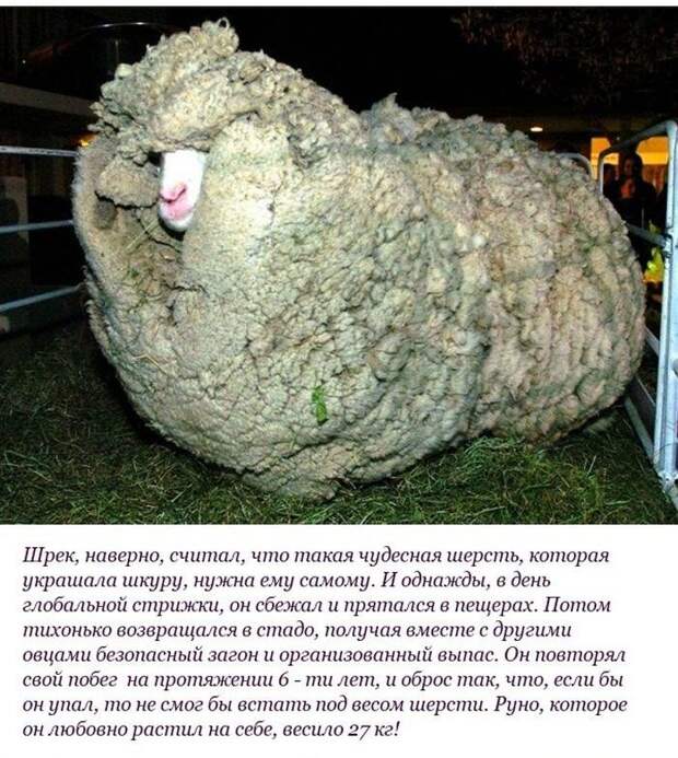 Необычная история барана по кличке "Шрек" (10 фото) Необычная история барана по кличке "Шрек" (10 фото)