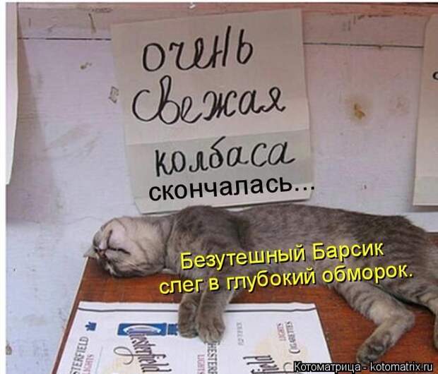 Забавные животные (50 фото)