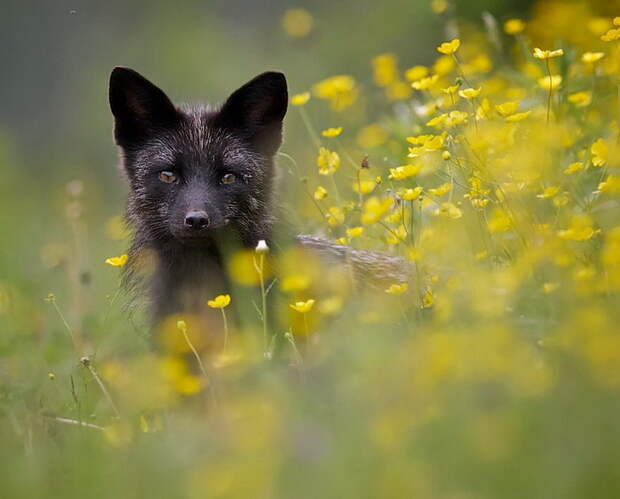 Такие красивые и необычные черные лисы