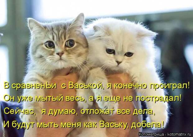 Забавные котоматрицы