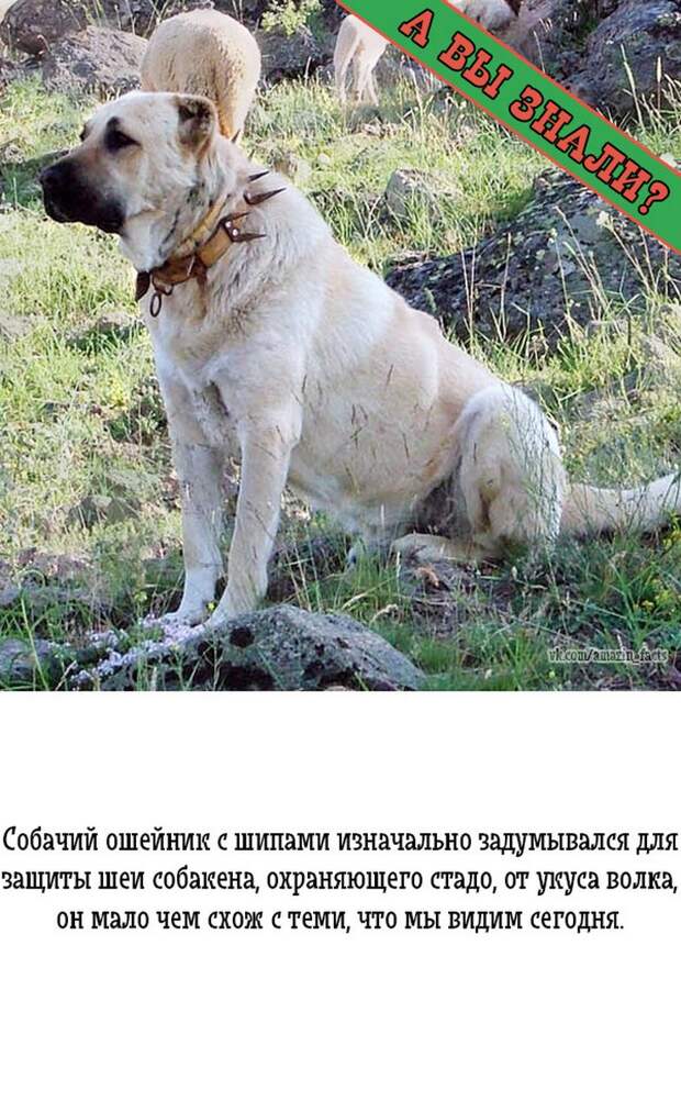 интересные факты