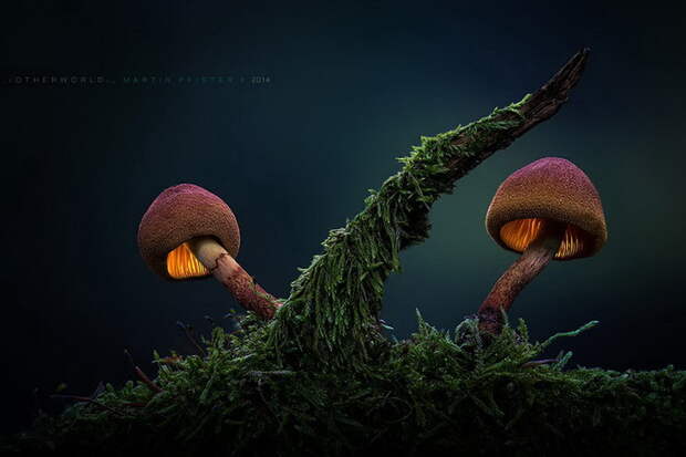 Грибы в фотографиях Martin Pfister Грибы в фотографиях Martin Pfister