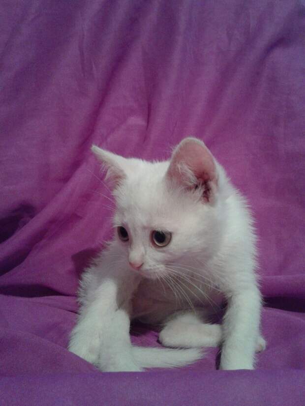 котенок
