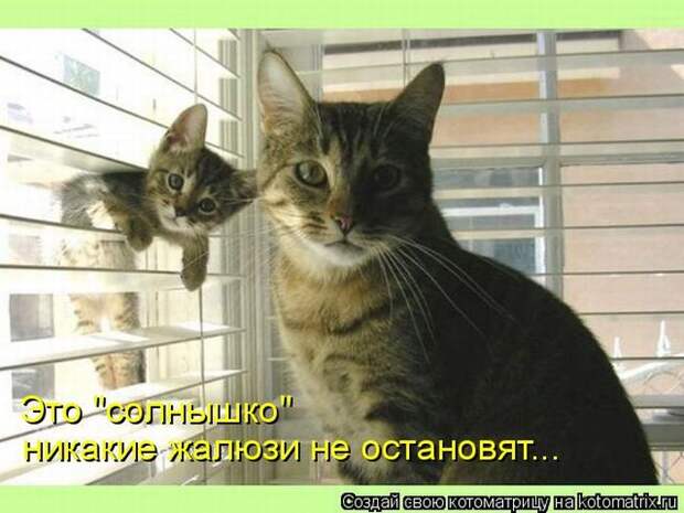 Лучшие котоматрицы недели (50 фото)