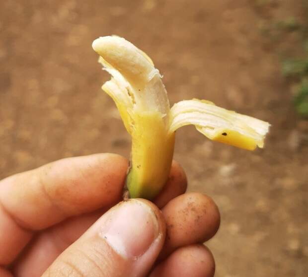 22. "Собрал сегодня крошечный банан"