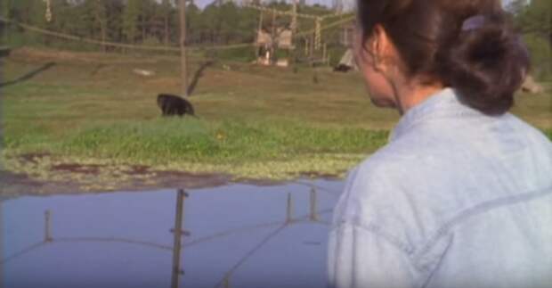 Шимпанзе не забыла, что сделала эта женщина. Спустя 18 лет они наконец встретились встреча, шимпанзе