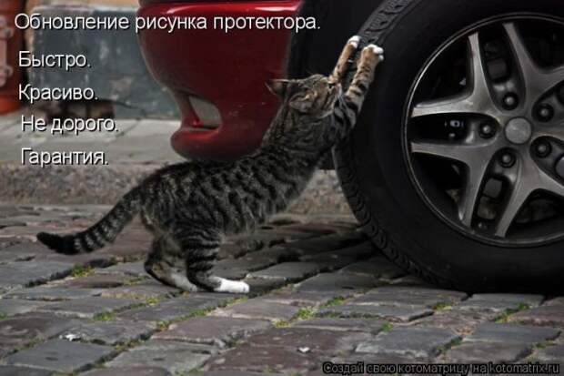 Лучшие котоматрицы недели (50 фото)