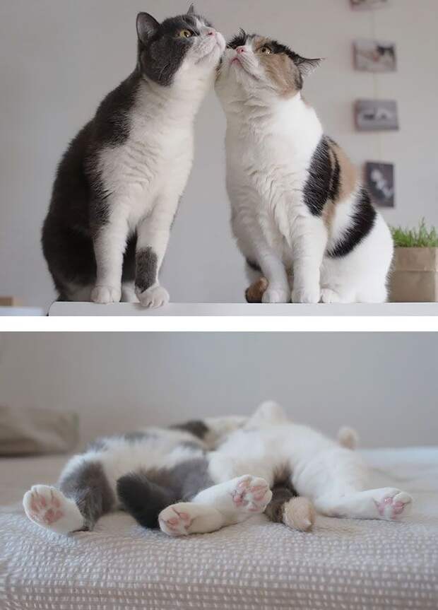 кошки которые умеют любить, кошачья любовь