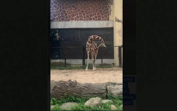 В Лензоопарке жираф Соня показала изящные изгибы шеи