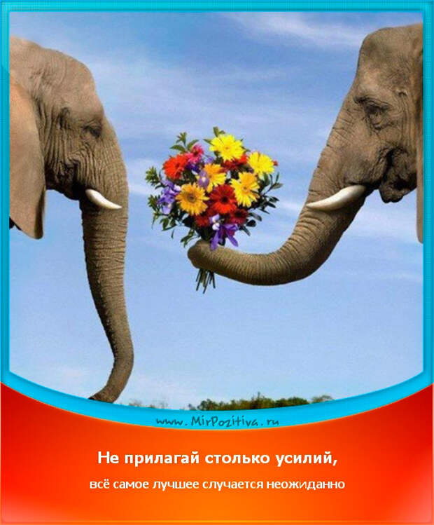позитивчик дня позитивчик дня: Не прилагай столько усилий, всё самое лучшее случается неожиданно