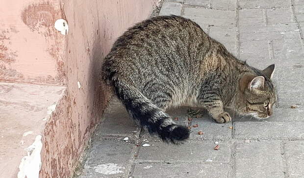 Оренбургским уличным кошкам не дадут замерзнуть зимой