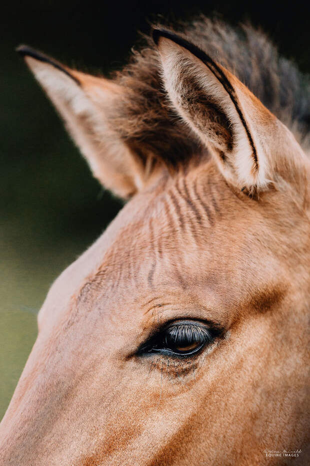 Фотограф сняла потрясающее животное — гибрид зебры и лошади