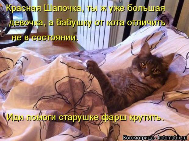 Лучшие котоматрицы недели (50 фото)